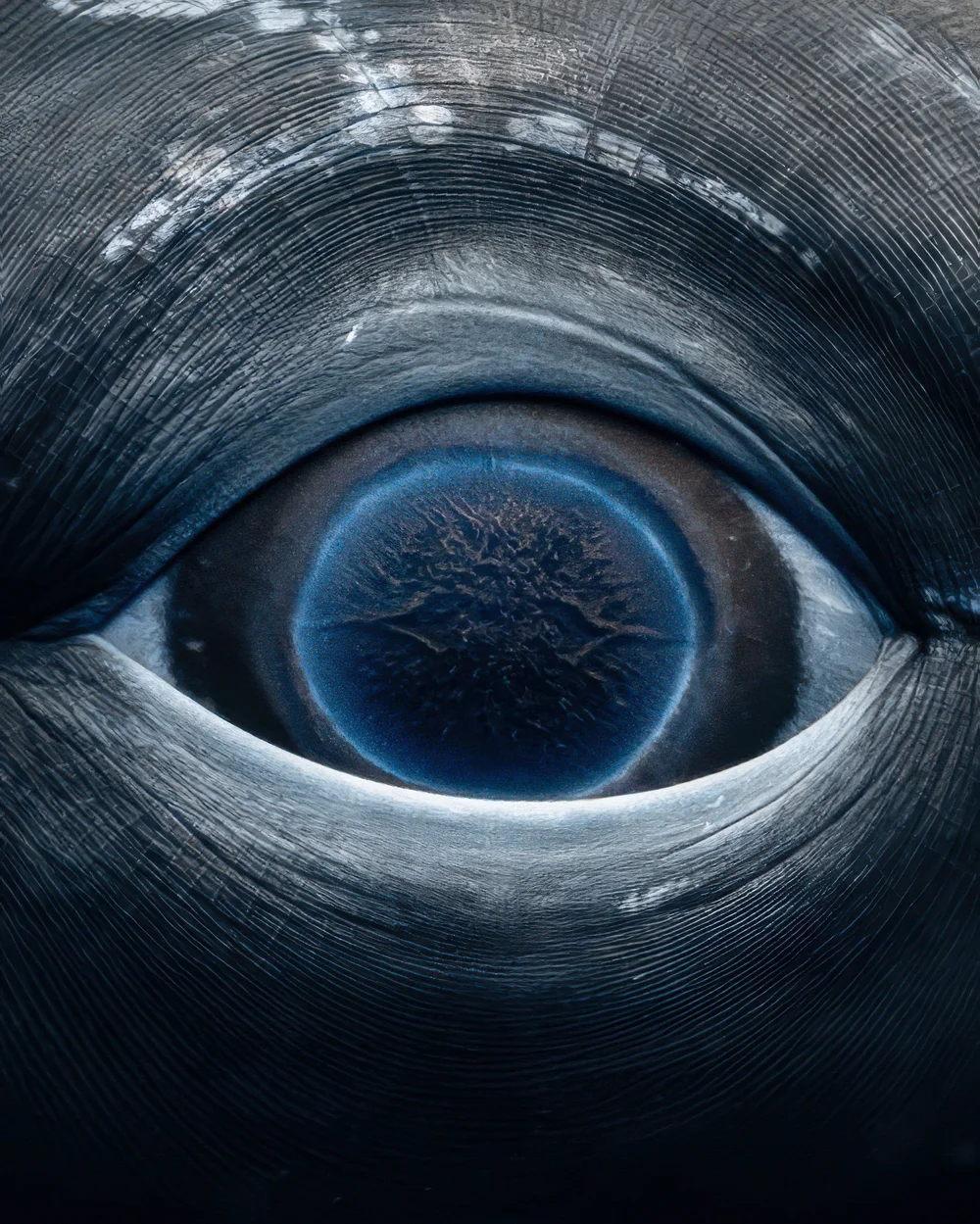  the eye of a whale
